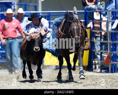 26. August 2012 - San Juan Capistrano, Kalifornien, USA - Steer Wrestler Ethen Thouvenell aus Napa, KALIFORNIEN, tritt an der Rancho Mission Viejo Rodeo in San Juan Capistrano, CA. An (Foto: © Matt Cohen/ZUMAPRESS.com) Stockfoto