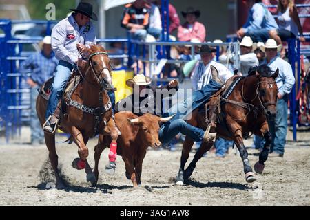 26. August 2012 – San Juan Capistrano, Kalifornien, USA – Steer Wrestler Kyle Whitaker von Chambers, NE, tritt bei der Rancho Mission Viejo Rodeo in San Juan Capistrano, CA. An (Foto: © Matt Cohen/ZUMAPRESS.com) Stockfoto