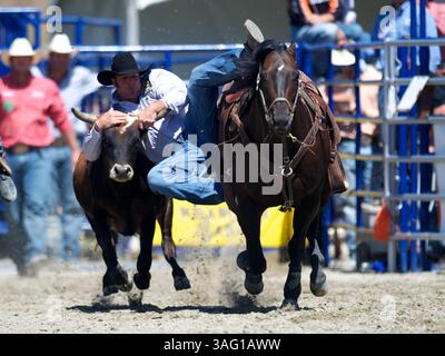 26. August 2012 - San Juan Capistrano, Kalifornien, USA - Steer Wrestler Ethen Thouvenell aus Napa, KALIFORNIEN, tritt an der Rancho Mission Viejo Rodeo in San Juan Capistrano, CA. An (Foto: © Matt Cohen/ZUMAPRESS.com) Stockfoto