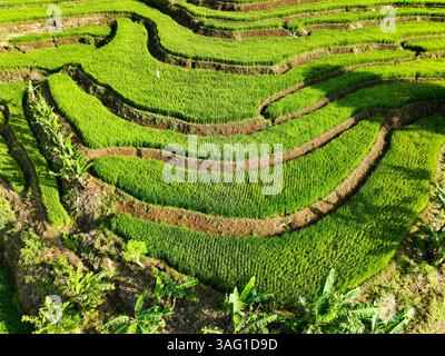 Blick aus der Vogelperspektive auf Reisterrassen an einem Berghang Stockfoto