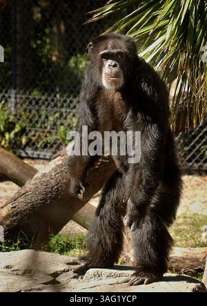 BILDUNTERSCHRIFT: (Tampa) ZUSAMMENFASSUNG DER GESCHICHTE: Herman, der bekannteste Bewohner des Lowry Park Zoo, ist der Alpha unter den Schimpansen. Fotos für Tom French's Zoo-Geschichte... (Bild: St. Petersburg Times/ZUMAPRESS.com) Stockfoto