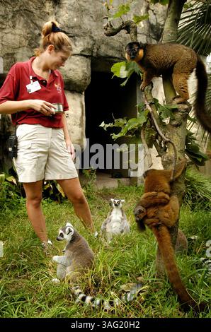 BILDUNTERSCHRIFT: (Tampa) Primatenpfleger Andrea Schuch ernährt Lemuren im Lowry Park Zoo. (Bild: St. Petersburg Times/ZUMAPRESS.com) Stockfoto