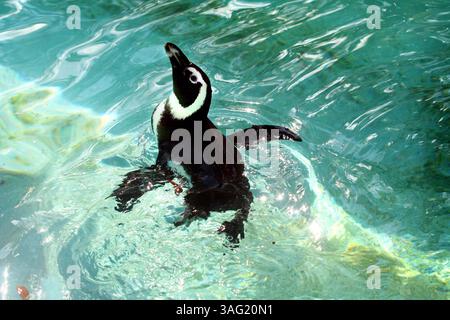 STEFANIE BOYAR | Times) die afrikanischen Pinguine des Lowry Park Zoo gaben ihr Debüt in Safari Africa im Juni 2007. ZUSAMMENFASSUNG DER GESCHICHTE: Fotos für Tom French's Zoo Story über den Lowry Park Zoo. (Bild: St. Petersburg Times/ZUMAPRESS.com) Stockfoto