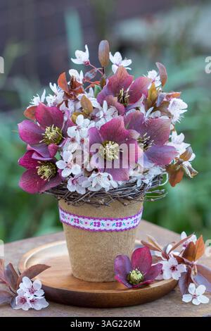 Bouquet aus purpurnen helleborus orientalis-Blüten und purpurroten Pflaumenblüten in einem Torftopf Stockfoto