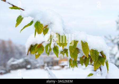 Eine Nahaufnahme zeigt einen Zweig mit leuchtend grünen Blättern, die stark mit frischem weißem Schnee bedeckt sind. Stockfoto