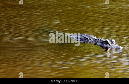 LARGO 2/25/2008) Foto Nr. 2.) Ein Alligator bewegt sich langsam in Richtung eines Gebiets am Ufer des Aquatic Ecosystem Education Area Pond, in dem sich die Florida Botanical Gardens im Pinewood Cultural Park bewegt haben. JIM DAMASKE | Times (Bild: St. Petersburg Times/ZUMAPRESS.com) Stockfoto
