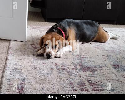 Beagle Dog liegt auf dem Teppich und starrt auf die Kamera Stockfoto