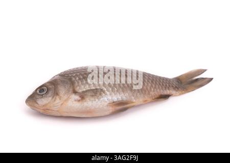 Frischen, rohen Fisch auf weißem Hintergrund Stockfoto