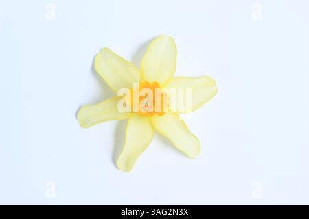 Narcissus Eaton Song Narzissen Blumenkopf isoliert auf weißem Hintergrund. UK Stockfoto