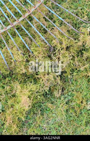Vertikutieren eines Rasens mit einem gezinkten Rechen, um eine Schicht Moos und totes Gras, bekannt als Reh, zu entfernen und gesünderen Graswachstum zu fördern. UK Stockfoto