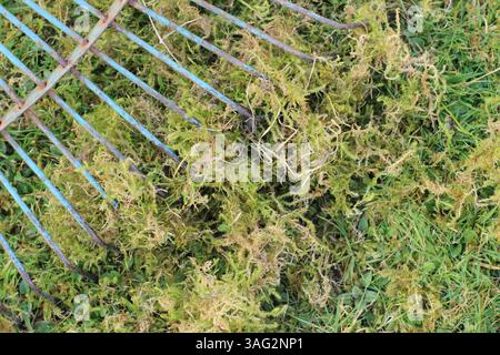 Vertikutieren eines Rasens mit einem gezinkten Rechen, um eine Schicht Moos und totes Gras, bekannt als Reh, zu entfernen und gesünderen Graswachstum zu fördern. UK Stockfoto