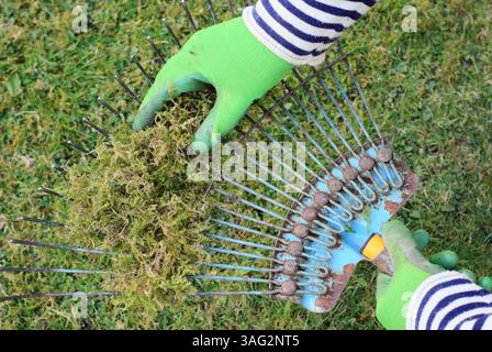 Vertikutierrasen. Gärtner sah, wie er Reh von einem Rasenhaar entfernte, nachdem er Moos und totes Gras von einem Rasen vertikutiert hatte. UK Stockfoto