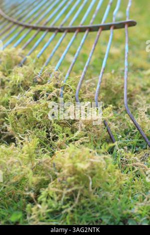 Vertikutieren eines Rasens mit einem gezinkten Rechen, um eine Schicht Moos und totes Gras, bekannt als Reh, zu entfernen und gesünderen Graswachstum zu fördern. UK Stockfoto