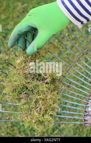 Vertikutierrasen. Gärtner sah, wie er Reh von einem Rasenhaar entfernte, nachdem er Moos und totes Gras von einem Rasen vertikutiert hatte. UK Stockfoto