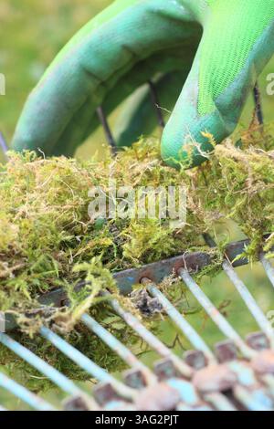 Vertikutierrasen. Gärtner sah, wie er Reh von einem Rasenhaar entfernte, nachdem er Moos und totes Gras von einem Rasen vertikutiert hatte. UK Stockfoto