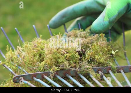 Vertikutierrasen. Gärtner sah, wie er Reh von einem Rasenhaar entfernte, nachdem er Moos und totes Gras von einem Rasen vertikutiert hatte. UK Stockfoto