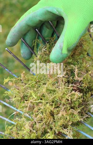 Vertikutierrasen. Gärtner sah, wie er Reh von einem Rasenhaar entfernte, nachdem er Moos und totes Gras von einem Rasen vertikutiert hatte. UK Stockfoto