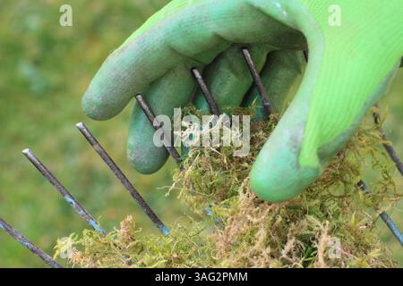 Vertikutierrasen. Gärtner sah, wie er Reh von einem Rasenhaar entfernte, nachdem er Moos und totes Gras von einem Rasen vertikutiert hatte. UK Stockfoto