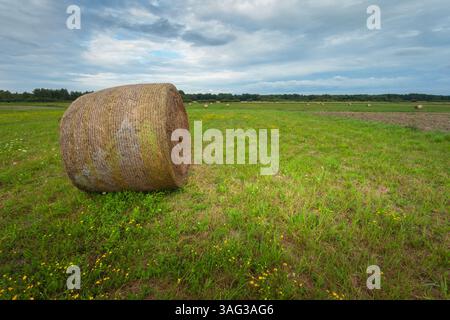 Ein großer runder Heuballen liegt auf der Wiese und der Himmel ist bewölkt, Sommerblick Stockfoto