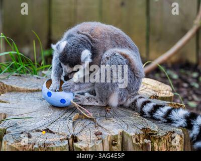London, Großbritannien. April 2025. Gefährdete RingelschwanzLemuren untersuchen sorgfältig handgefertigte pastellfarbene Ostereier aus Pappe, die Würfel von Süßkartoffeln verstecken - Easter im ZSL London Zoo im Regent's Park. Die Tierpfleger des Londoner Zoos bereiten Osterspezialitäten für Tiere mit einer Auswahl an saisonalen Überraschungen für Löwen, Lemuren und Erdmännchen zu. Guy Bell/Alamy Live News Stockfoto