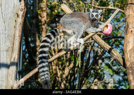 London, Großbritannien. April 2025. Gefährdete RingelschwanzLemuren untersuchen sorgfältig handgefertigte pastellfarbene Ostereier aus Pappe, die Würfel von Süßkartoffeln verstecken - Easter im ZSL London Zoo im Regent's Park. Die Tierpfleger des Londoner Zoos bereiten Osterspezialitäten für Tiere mit einer Auswahl an saisonalen Überraschungen für Löwen, Lemuren und Erdmännchen zu. Guy Bell/Alamy Live News Stockfoto