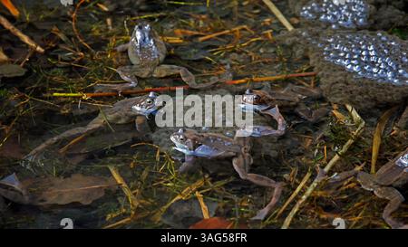 Fröschzüchtung in einem Waldteich Stockfoto