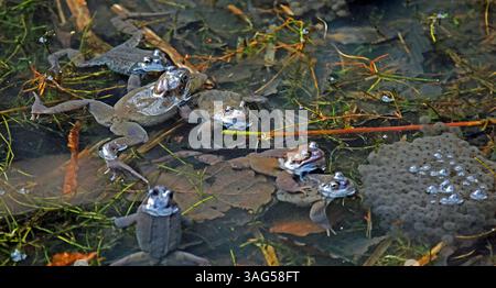 Fröschzüchtung in einem Waldteich Stockfoto