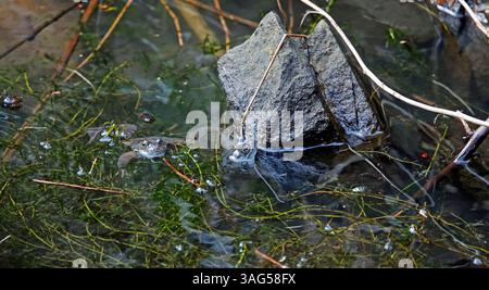 Fröschzüchtung in einem Waldteich Stockfoto