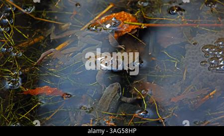 Fröschzüchtung in einem Waldteich Stockfoto