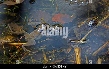 Fröschzüchtung in einem Waldteich Stockfoto