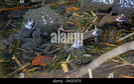 Fröschzüchtung in einem Waldteich Stockfoto