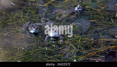 Fröschzüchtung in einem Waldteich Stockfoto