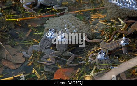 Fröschzüchtung in einem Waldteich Stockfoto