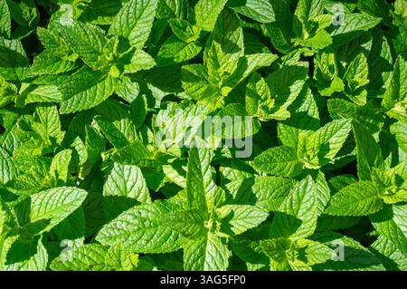 Gartenminzblätter, frische Grüne Minze Stockfoto