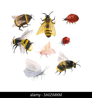 Set von Aquarellillustrationen mit Insekten. Stockfoto