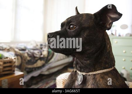 Februar 2008 - Holly Hill, Florida, USA S - Oscar, ein gemischter amerikanischer Pit Bull Terrier, sitzt auf der Couch seines Besitzers. (Bild: © Jerry Englehart Jr./ZUMAPRESS.com) Stockfoto