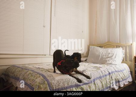 Januar 2008 - Holly Hill, Florida, USA S - Oscar, ein gemischter amerikanischer Pit Bull, Terrier spielt mit einem Rottweiler Welpen. (Bild: © Jerry Englehart Jr./ZUMAPRESS.com) Stockfoto