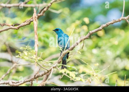 Vogel (Verditer Flycatcher, Eumyias thalassinus) blau an allen Körperpartien, mit Ausnahme des schwarzen Augenflecks und der grauen Belüftungsöffnung, die auf einem Baum in einem nat thront Stockfoto