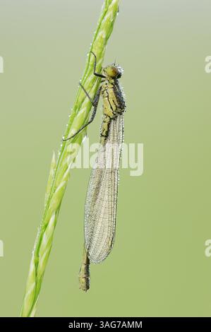 Erythromma najas, Weibchen mit Tautropfen, Deutschland | großes Granatauge (Erythromma najas), Weibchen mit Tautropfen, Deutschland Stockfoto