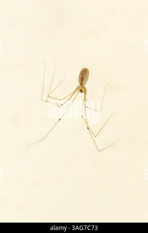 Cosmopolitan Cellar Spider, langhaarige Cellar Spider, Daddy Long-legs Spider (Pholcus phalangioides) | große Zitterspinne (Pholcus phalangioides) Stockfoto