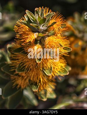 18. März 2011 – Kapstadt, Westkap, Südafrika – die Goldene Pagode (Mimetes Chrysanthus), eine Pflanzenart aus der Familie der Proteaceae, wurde erst 1987 entdeckt und benannt. Sie ist selten und vom Aussterben bedroht und ist hier im Stellenbosch National Botanical Gardens erhalten. (Bild: © Arnold Drapkin/ZUMAPRESS.com) Stockfoto