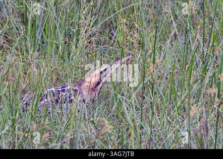 Große Bittern (Botaurus stellaris), teilweise versteckt in einem Schilf, kleiner Rann von Kutch, Gujarat, Indien. Stockfoto