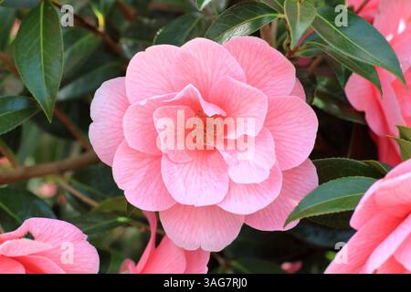 Kamelie x williamsii-Spende mit charakteristischen, halbrosa Blüten im Frühjahr. Blumen erscheinen im Spätwinter. UK Stockfoto