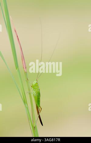 Langflügelige Conehead (Conocephalus fuscus), weibliche Nymphe | Langflüglige Schwertschrecke (Conocephalus fuscus), weibliche Nymphe, Deutschland Stockfoto