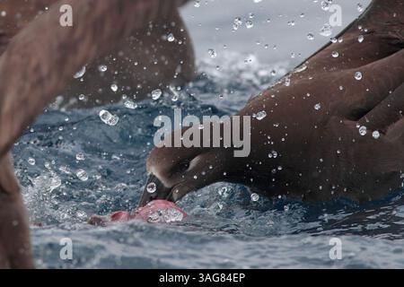 Schwarzfuß-Albatross (Phoebastria nigripes), auf See vor dem Yilan County, - Fütterung von 'Chum', Taiwan März 2025 Stockfoto