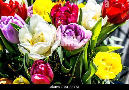 Bunte Tulpenbüschel; Bunter Tulpenstrauß Stockfoto