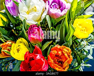 Bunte Tulpenbüschel; Bunter Tulpenstrauß Stockfoto