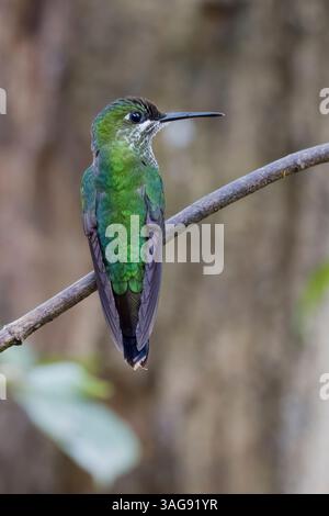 Grüngekrönte Brillantin in Costa Rica Stockfoto