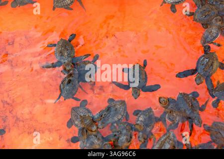 Babyschildkröte schwimmt im Behälter. Indonesisch nennen es Tukik Stockfoto