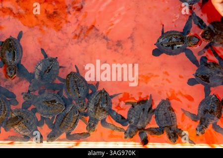 Babyschildkröte schwimmt im Behälter. Indonesisch nennen es Tukik Stockfoto